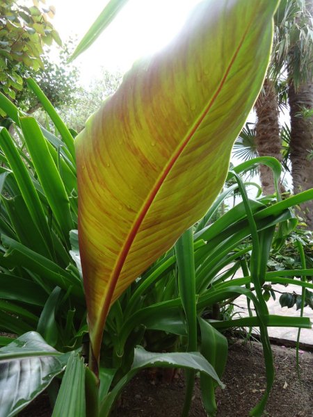 DSC00699 Feuille du Sikkimensis.jpg