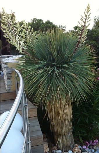 YUCCA.jpg