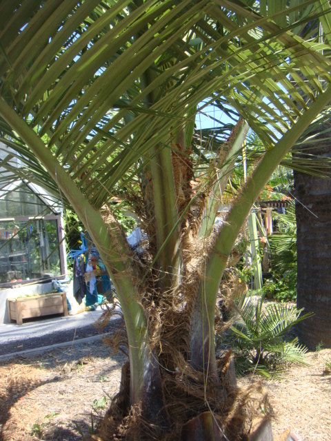 hybride 004.jpg