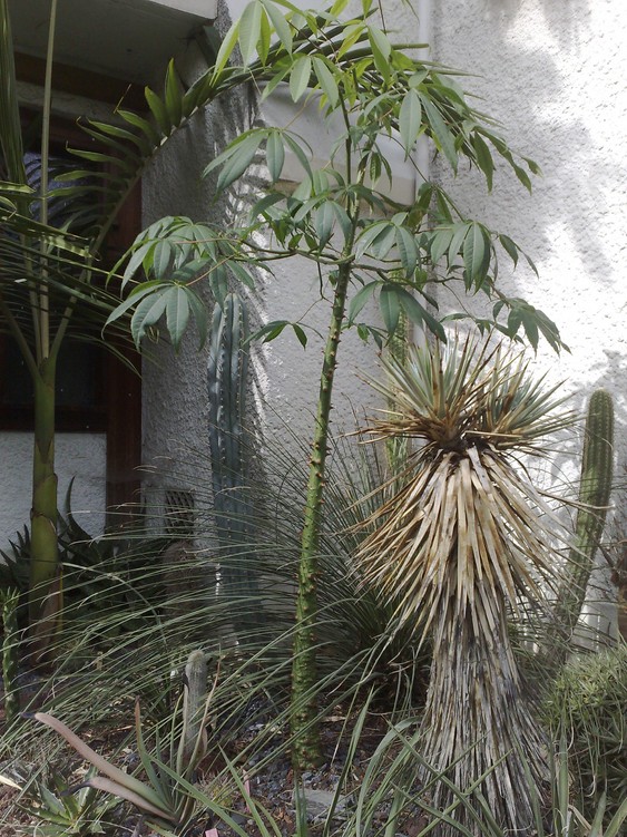 Ceiba s 2.jpg