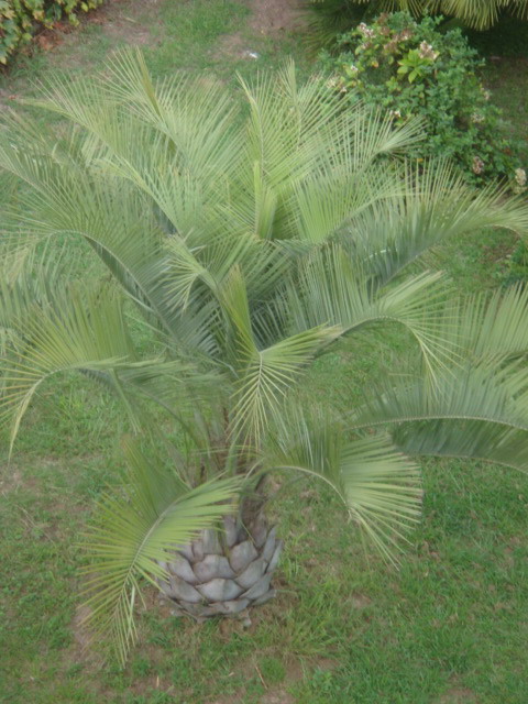 jubutia d'en haut.jpg