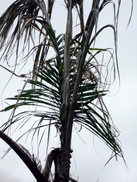 HPIM0797.JPG
