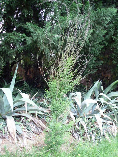 HPIM0801.JPG