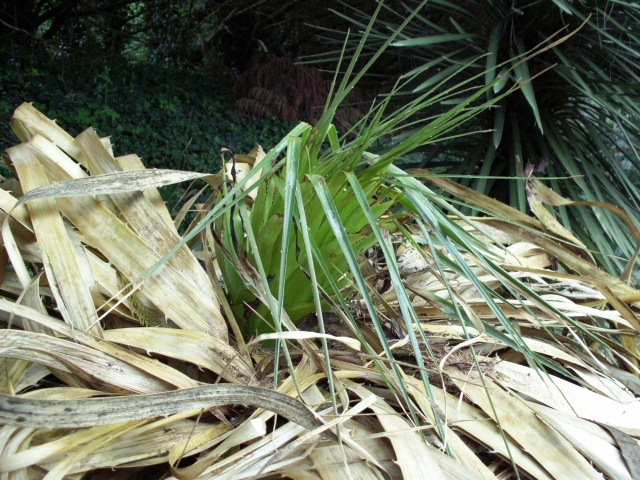 HPIM0804.JPG