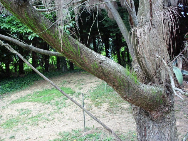 HPIM0806.JPG