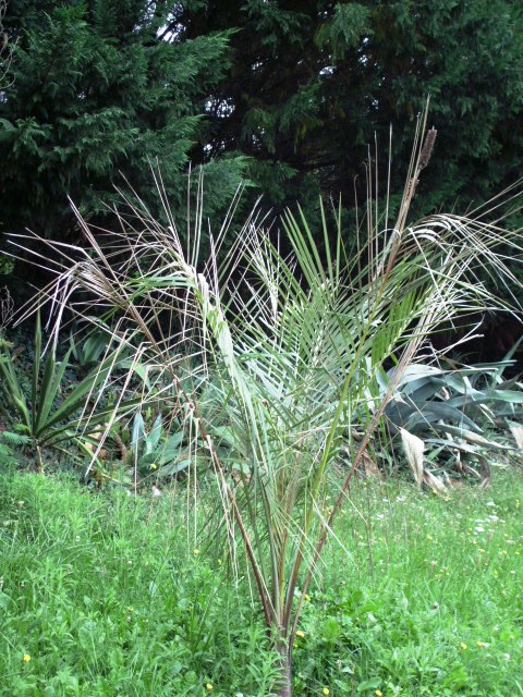HPIM0809.JPG