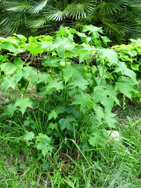 HPIM0816.JPG