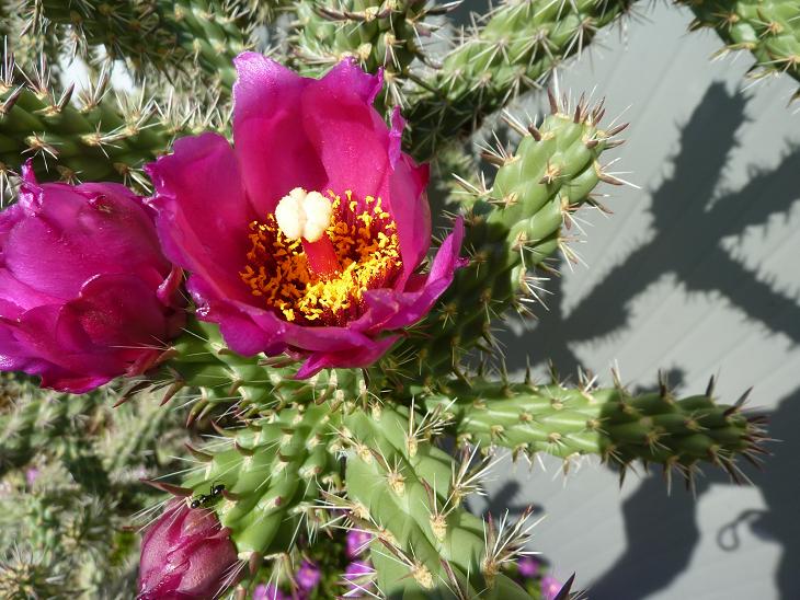 P1050465bis.jpg