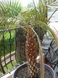 Palmier 1.1