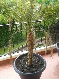 Palmier 2.1