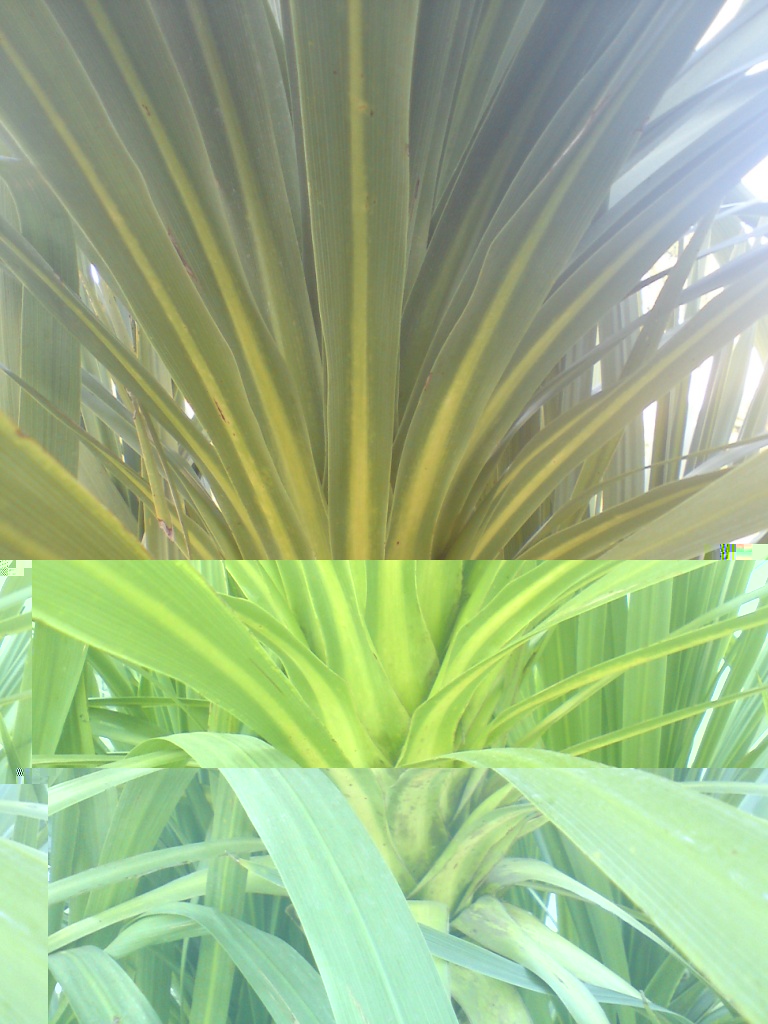 voici une photo de détail des feuilles Ã   la base. Désolé pour la qualité