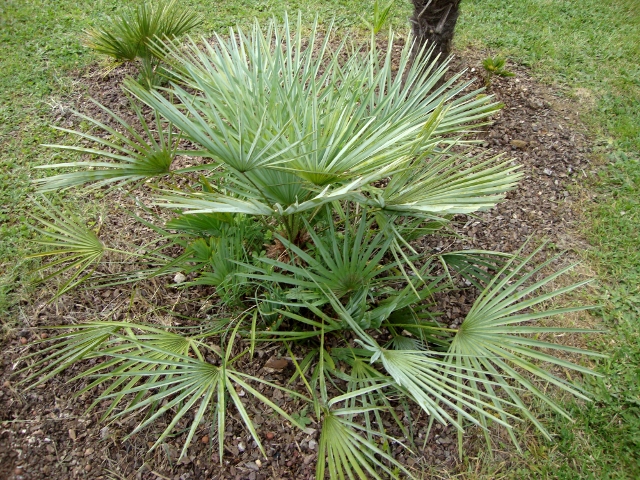 Chamaerops cerifera.JPG