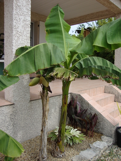 Musa.JPG
