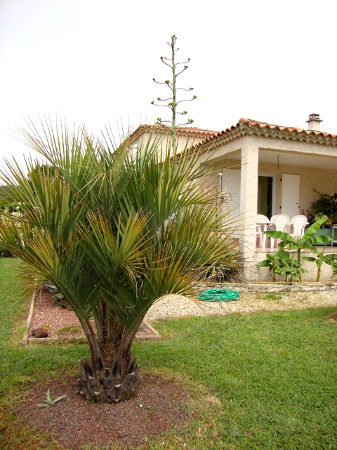 Butia.JPG