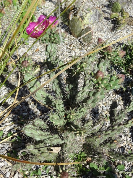 Cylindropuntia imbricata typ Frank Rocaille 1 Champagnier jardin bis.jpg