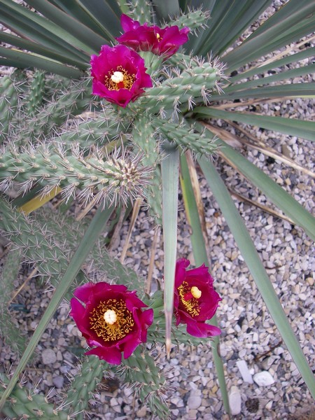 Cylindropuntia imbricata  DJF1390 Rocaille 2 Champagnier jardin bis.jpg