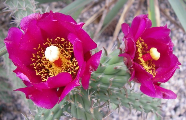 Cylindropuntia imbricata DJF1390 fl Rocaille 2 Champagnier jardin bis.jpg