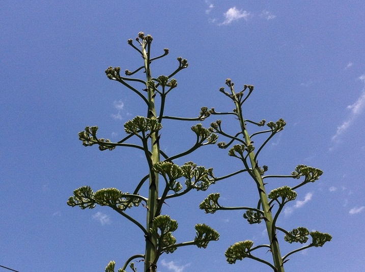 Flo Agaves.jpg