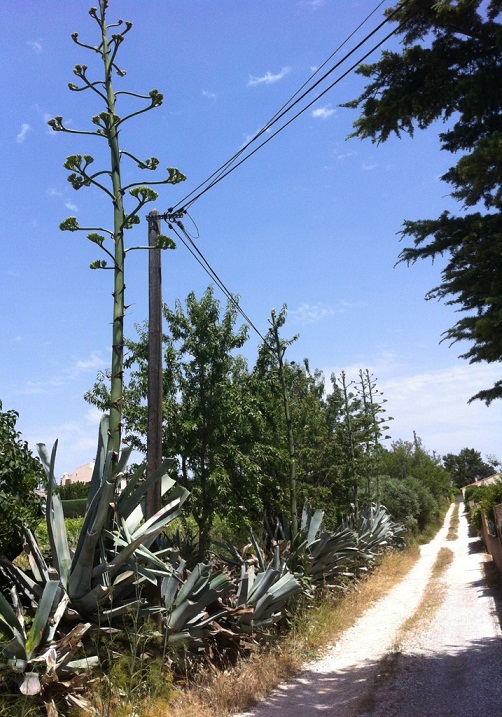 Agaves.jpg