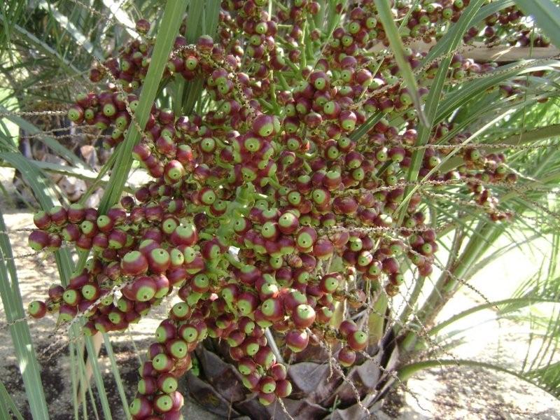 Fruits de Butia capitata ,loins d'êtres mÃ»rs