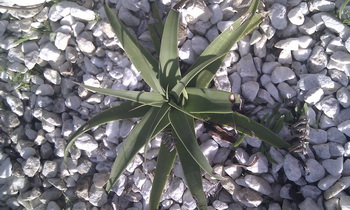 IMAG0028_redimensionner.jpg