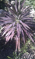 IMAG0011_redimensionner.jpg