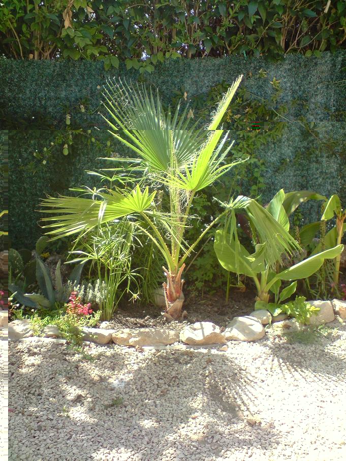 mon washingtonia robusta
