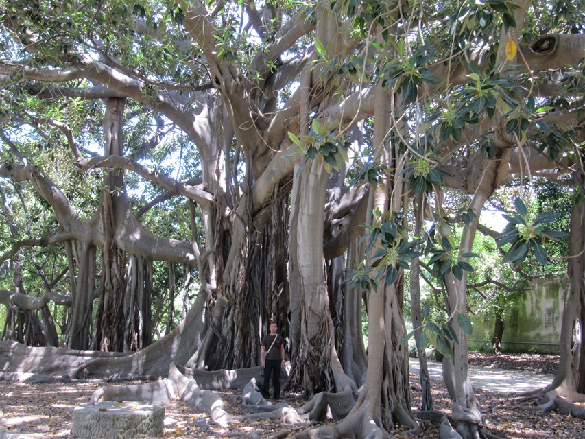 Ficus Macrophylla.JPG