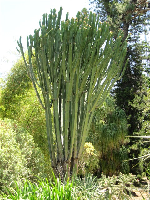 Euphorbia Canariensis.JPG