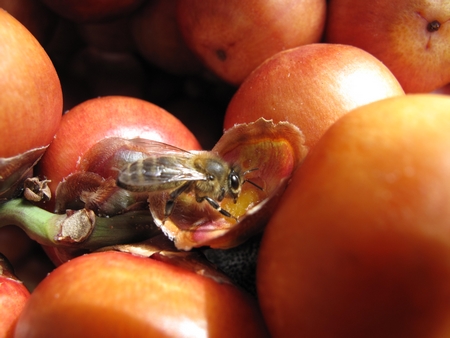 Abeille suçant du jus de butia.jpg