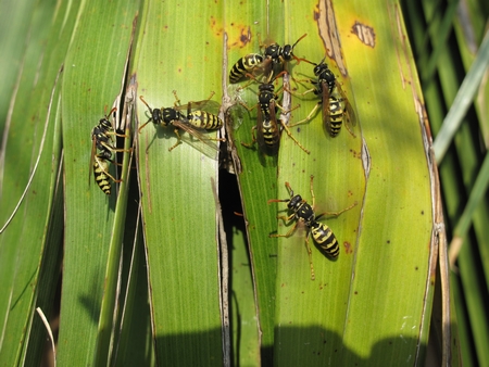 Nid de guêpes sous feuille de B.edulis.jpg