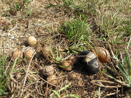 Escargot dévoreur de fruitts de B.edulis.jpg