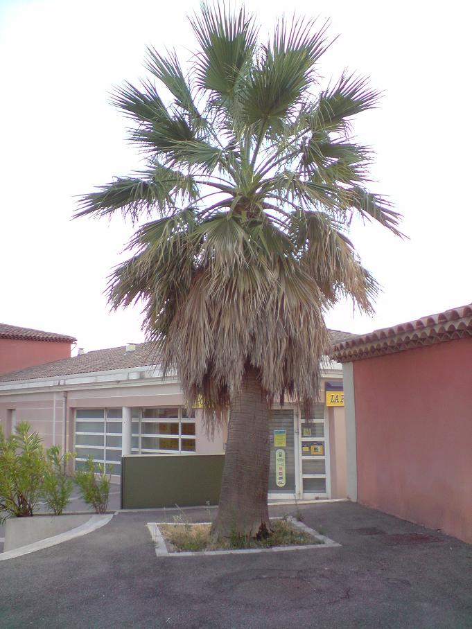 le gros whashingtonia de rousset a coté de la poste sur la zone