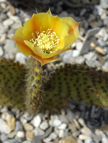 Opuntia chlorotica Kurt fl Rocaille 1 Champagnier jardin bis.jpg