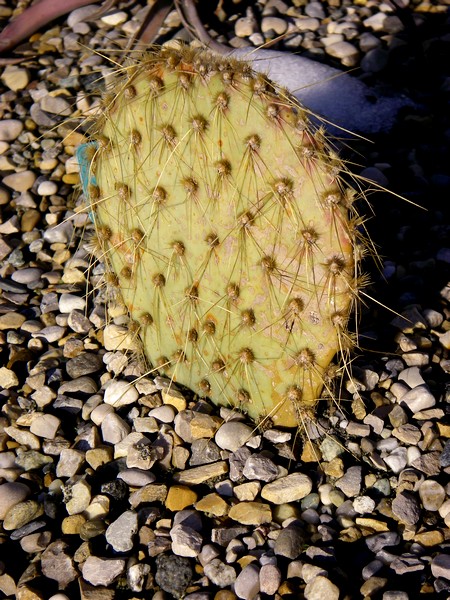 Opuntia chlorotica NEV 9 rocaille 1 champagnier jardin bis.jpg