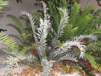 E.horridus.jpg