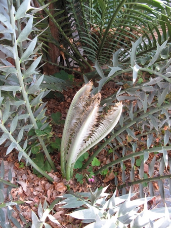 E.horridus début de pousse 2012.jpg
