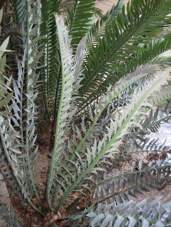 E.horridus nvelles feuilles presque développées, 2012.jpg