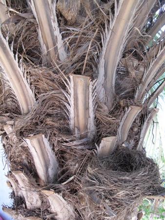 Nid d'oiseau à la base des pétioles d'un Butia.jpg
