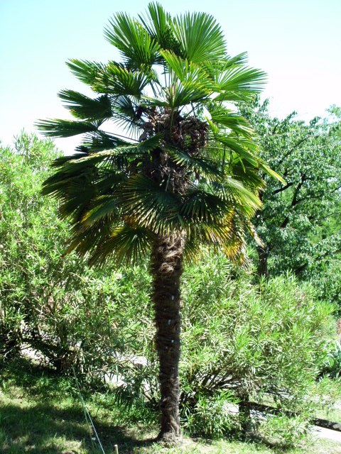 HPIM0834.JPG