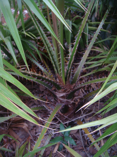 livistona saribus