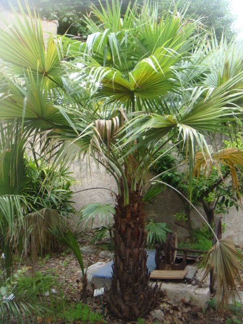 brahea brandegeei