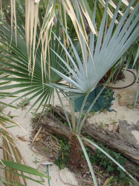 brahea nitida