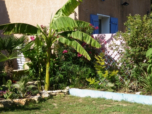 IMGP1246 (550x413) (520x390).jpg