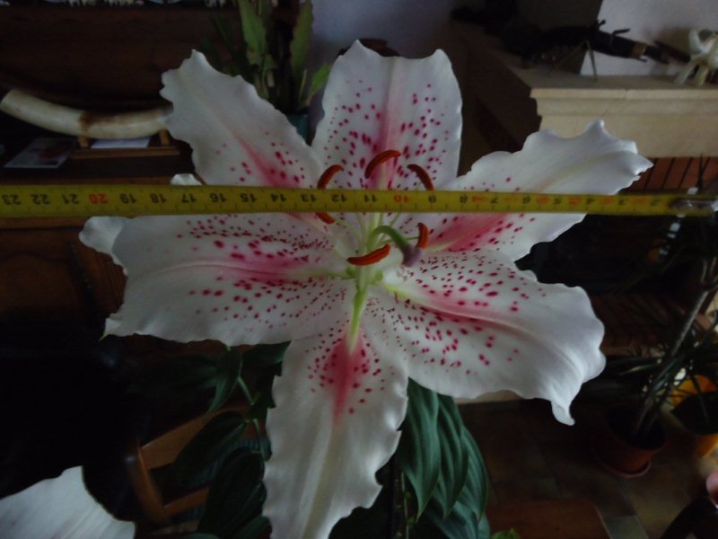 DSC00725 Lys stargaser.jpg