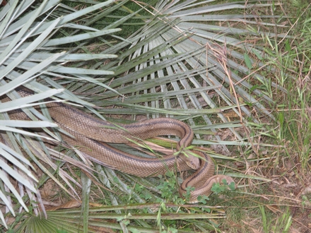 2 locataires d'une touffe de C.cerifera.jpg