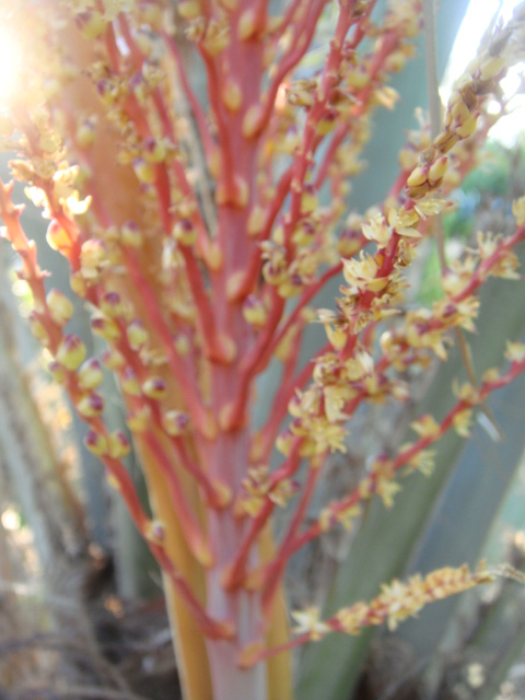 inflorescence jubutiagruss 005.jpg
