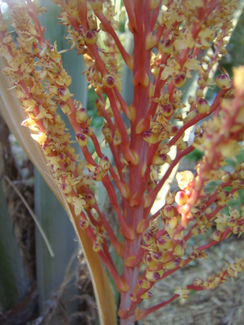 inflorescence jubutiagruss 006.jpg