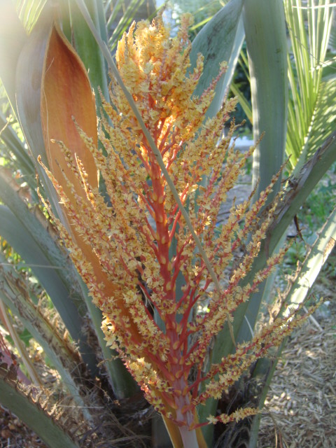 inflorescence jubutiagruss 007.jpg