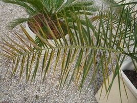 palmes jaunies Phoenix Canariensis.jpg